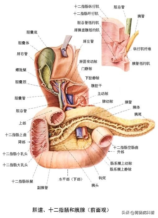 消化系统解剖生理教学,消化系统解剖图谱详解