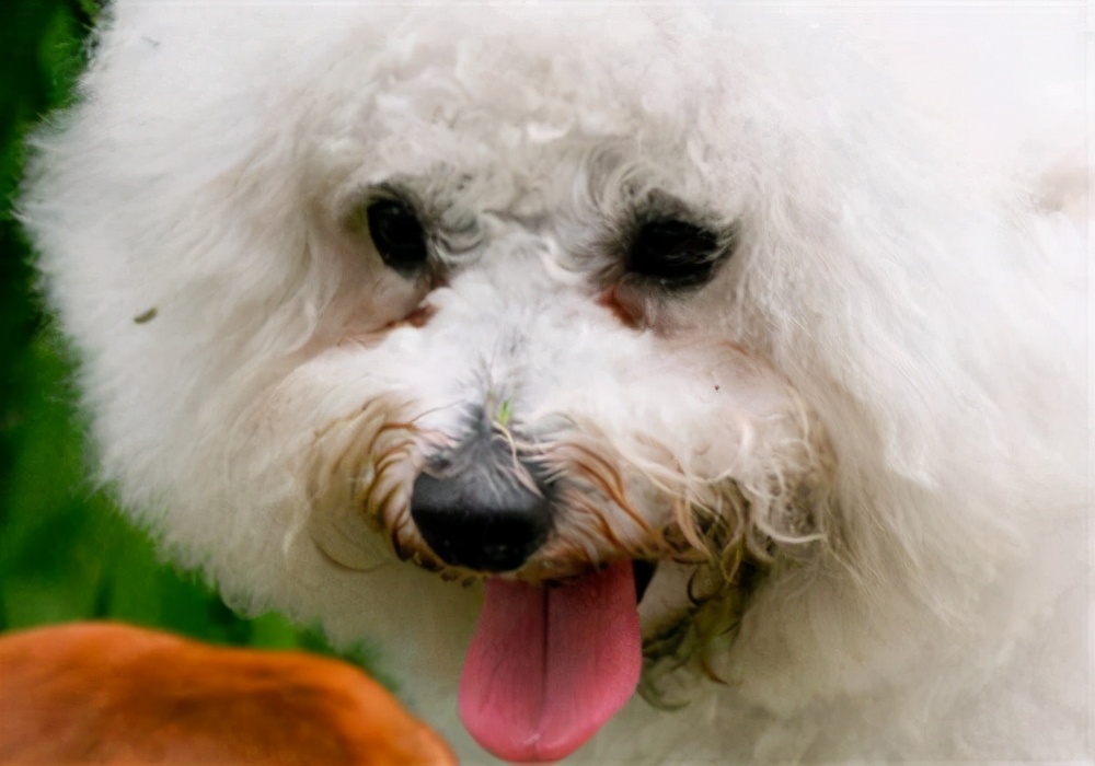 比熊犬为什么有水锈,比熊犬泪痕比较重怎么治