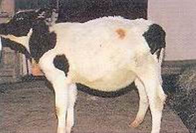 夏天来了，牛突然肚子鼓气、*吟呻**、摇尾等症状，抓紧治疗否则必死