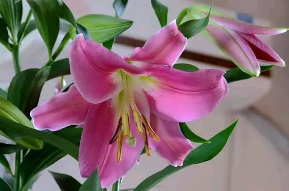 善良永远是最幸福的人,为什么越善良的人越得不到幸福