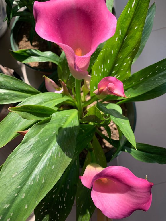 马蹄莲小苗黄叶是什么原因,马蹄莲黄叶不开花是什么原因