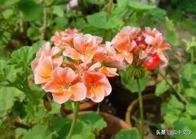 花语大全100种花图片,100种花的花语太全了