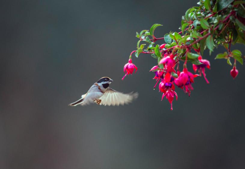 古诗里的春天，短短4句，读后便已陶醉其中
