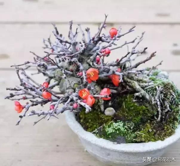 日本海棠的养殖方法,日本海棠花卉习性