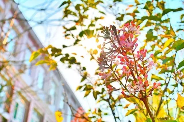 灞卞笀闄勪腑鍒嗘牎,鑿忔辰灞卞笀闄勪腑