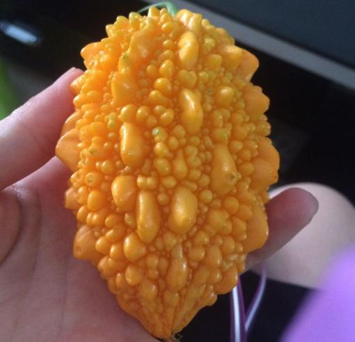 中国本地老品种苦瓜,苦瓜的新品种