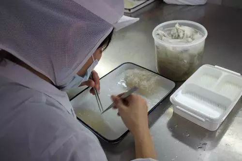 快速挑燕窝毛的方法,燕窝工人最快挑燕条技巧