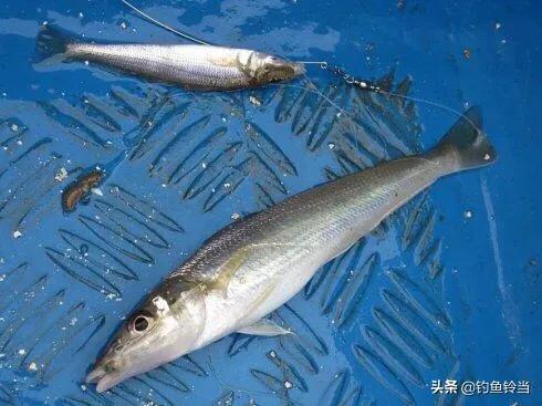 沙尖鱼怎么筏钓,沙尖鱼的正确钓法教学