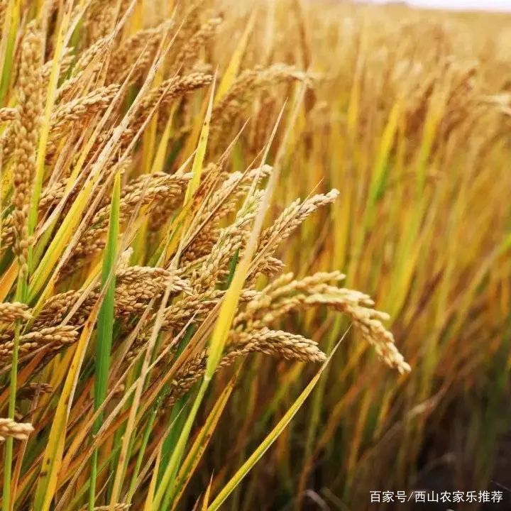 苏州西山免费打卡,苏州西山区网红打卡圣地图片