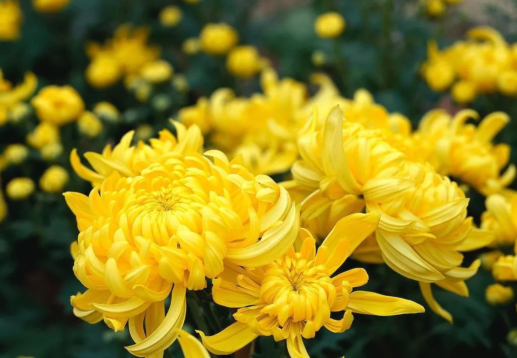 孟浩然过故人庄古诗赏析内涵,孟浩然的过故人庄解读