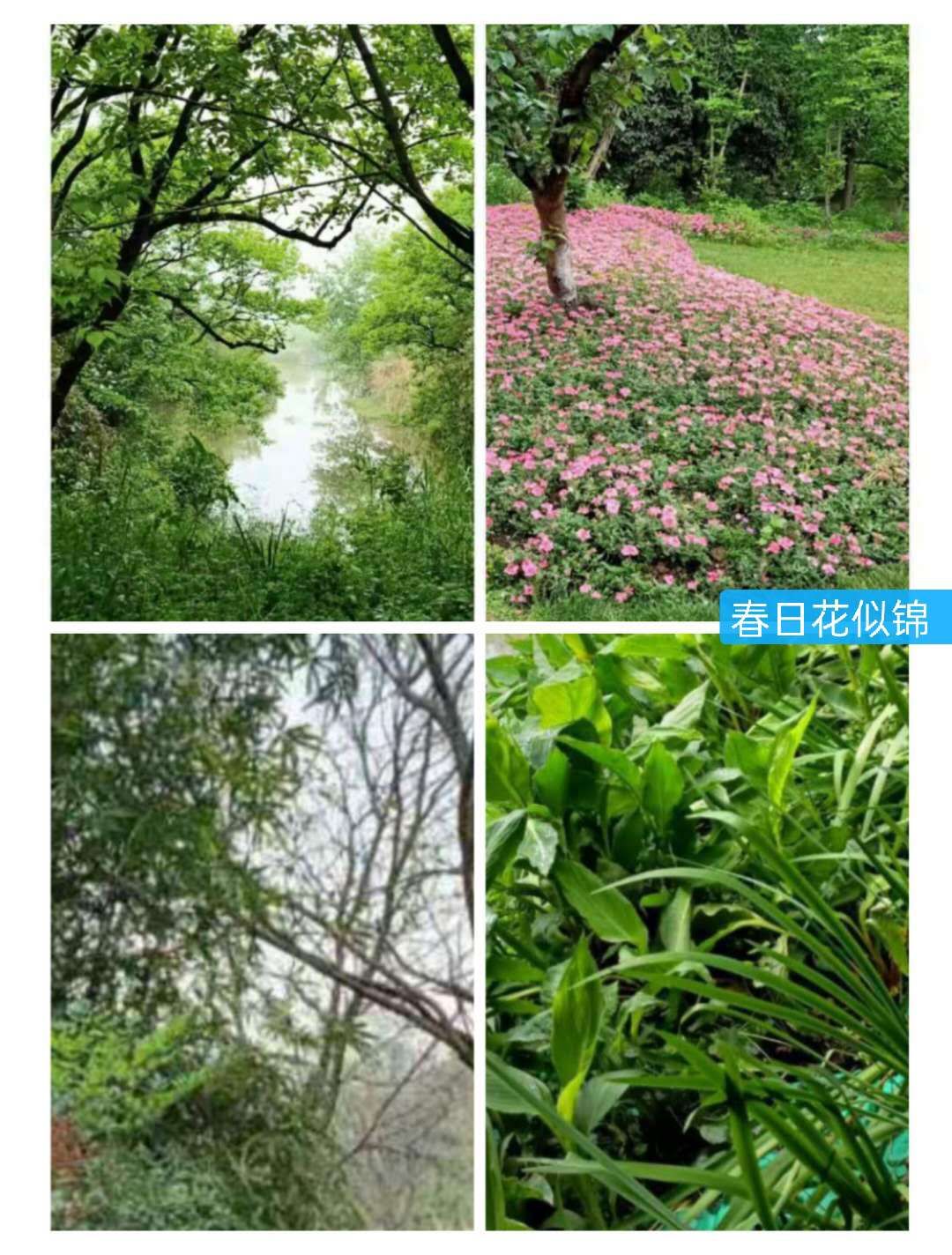 文化源远,三:水中寺庵？秋雪四面环水似孤岛蒋村二客夜走秋雪庵