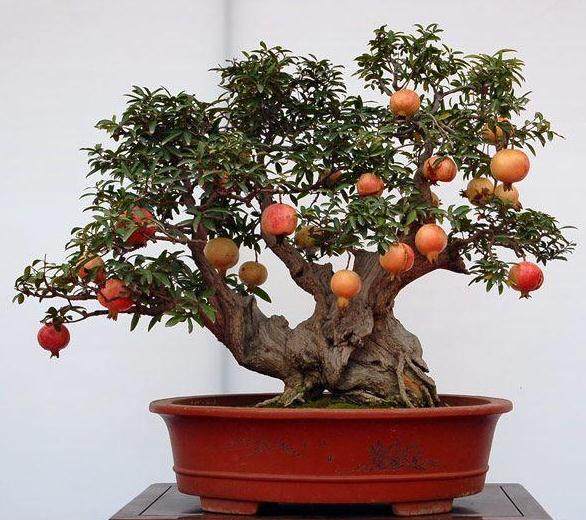 矮化柑橘果树盆景,果树盆景怎样矮化
