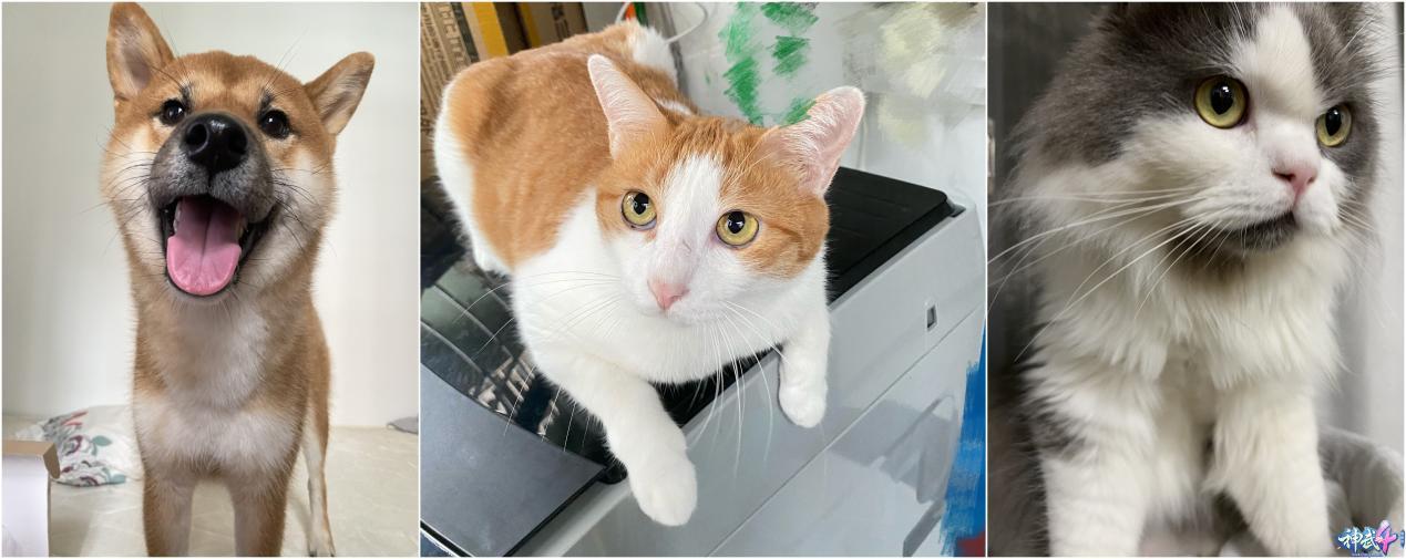 绁炴娆㈡,绁炴鎵竼璧疯埅