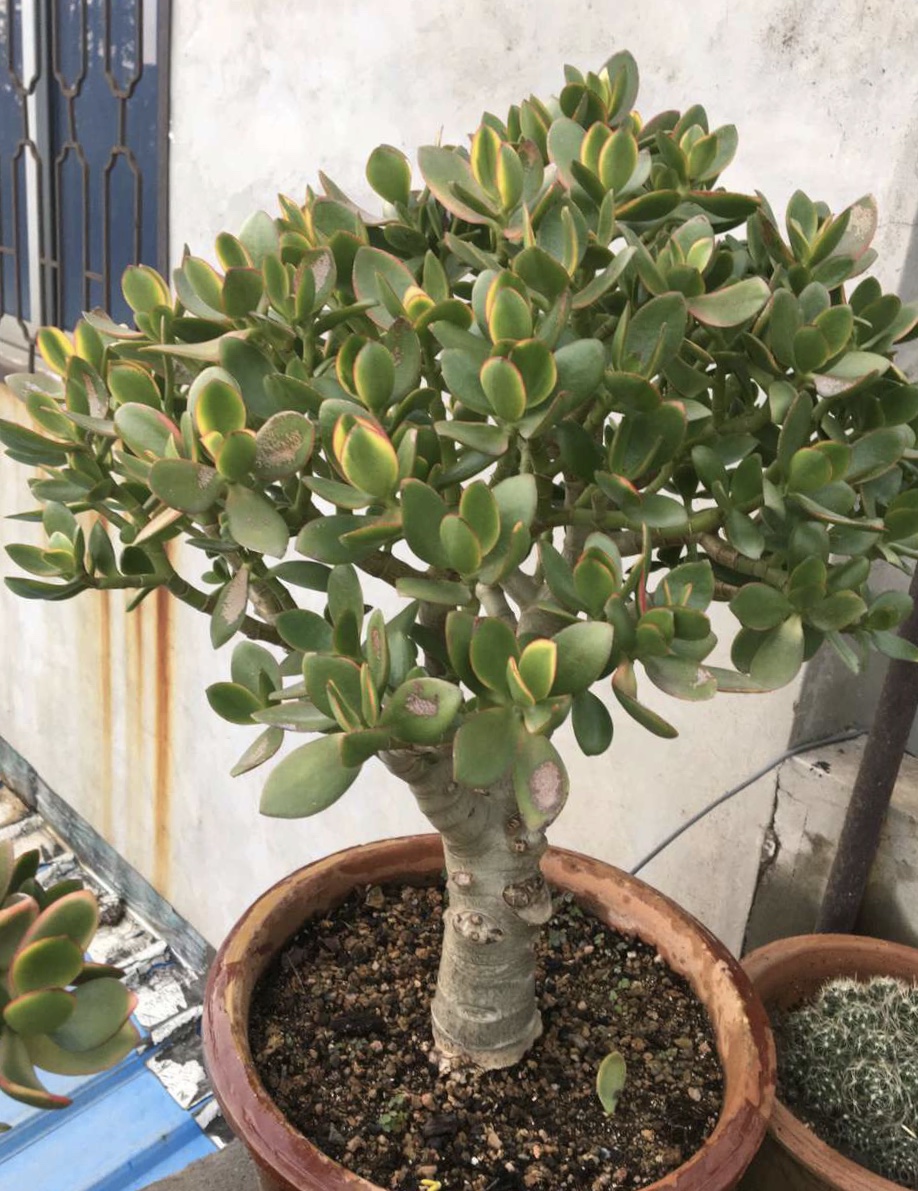 玉树修剪什么造型好看,玉树修剪造型详解