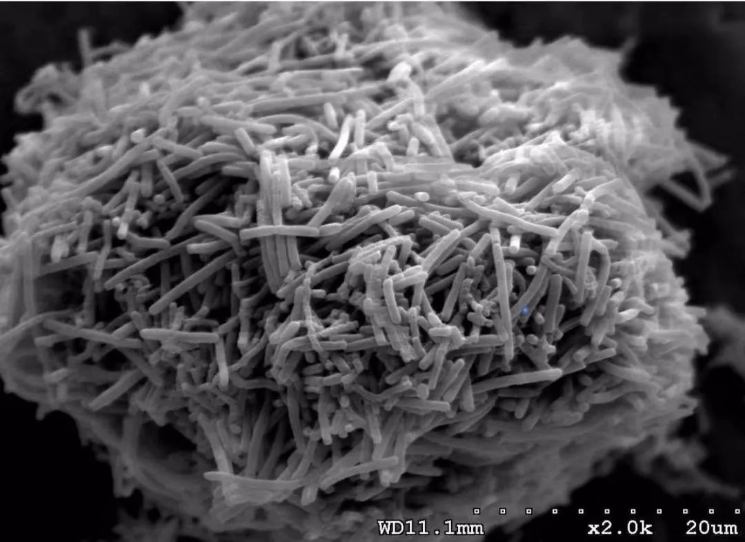 瑞士乳杆菌的健康促进作用