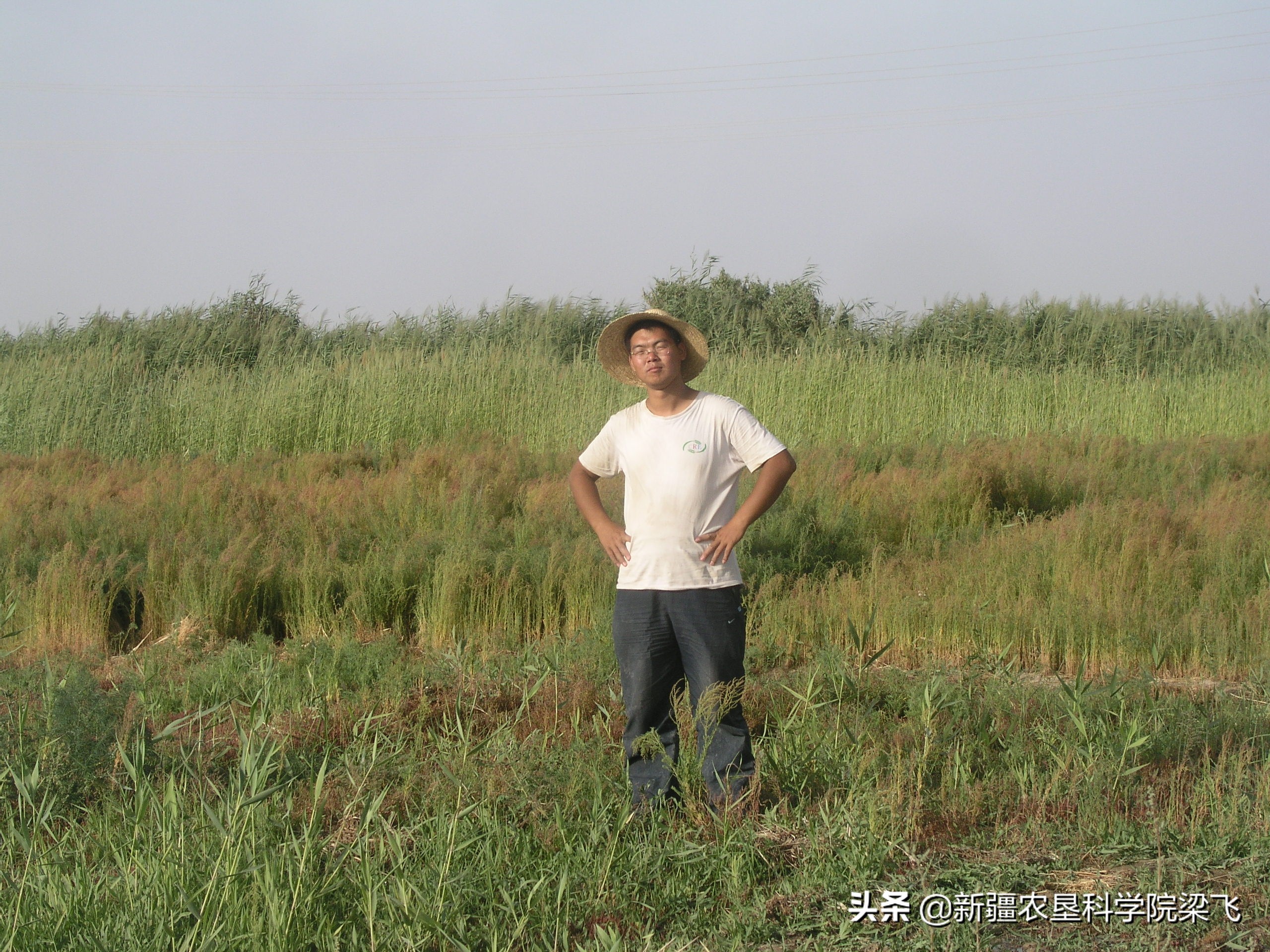 盐碱地碱蓬用海水灌溉吗,盐碱地种植碱蓬有收益吗