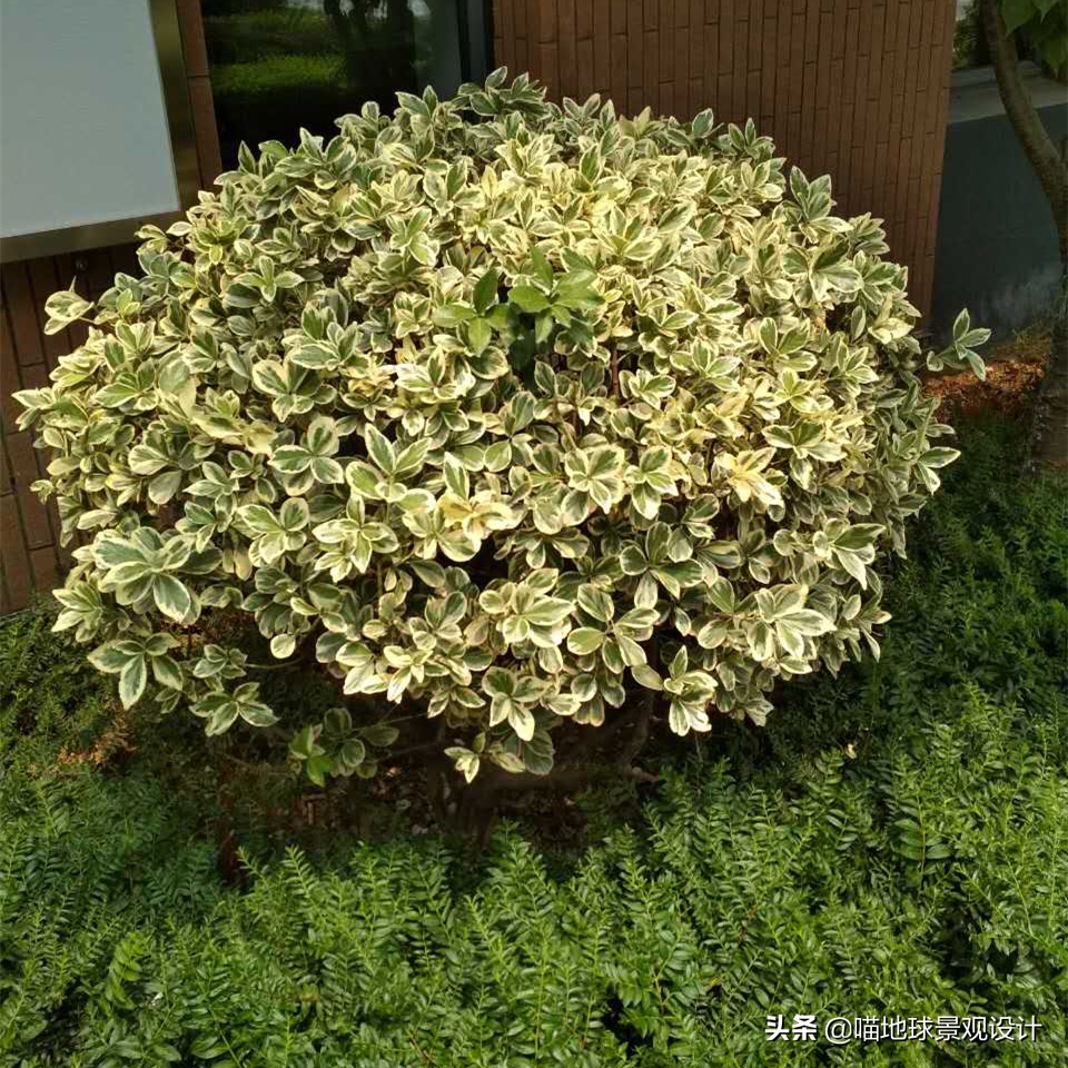 常见的灌木植物100种图片大全,灌木植物种类及图片