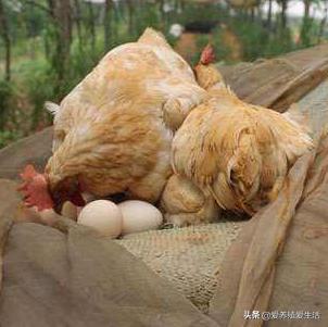 蛋鸡有沙壳蛋怎么办,蛋鸡有白皮蛋咋回事