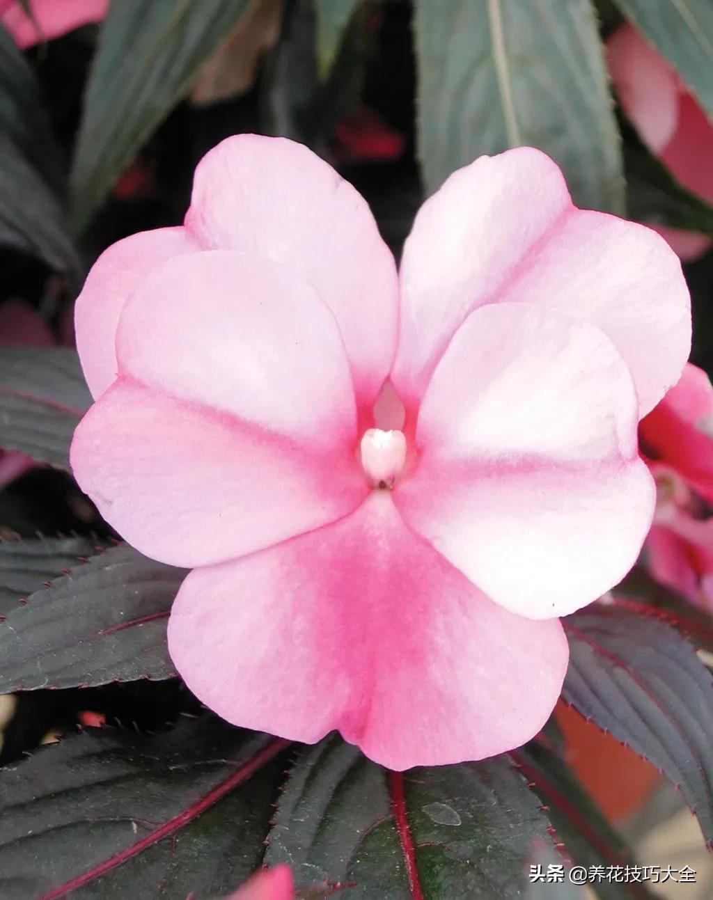 凤仙花幼苗长白毛怎么回事,新几内亚凤仙花的病虫害