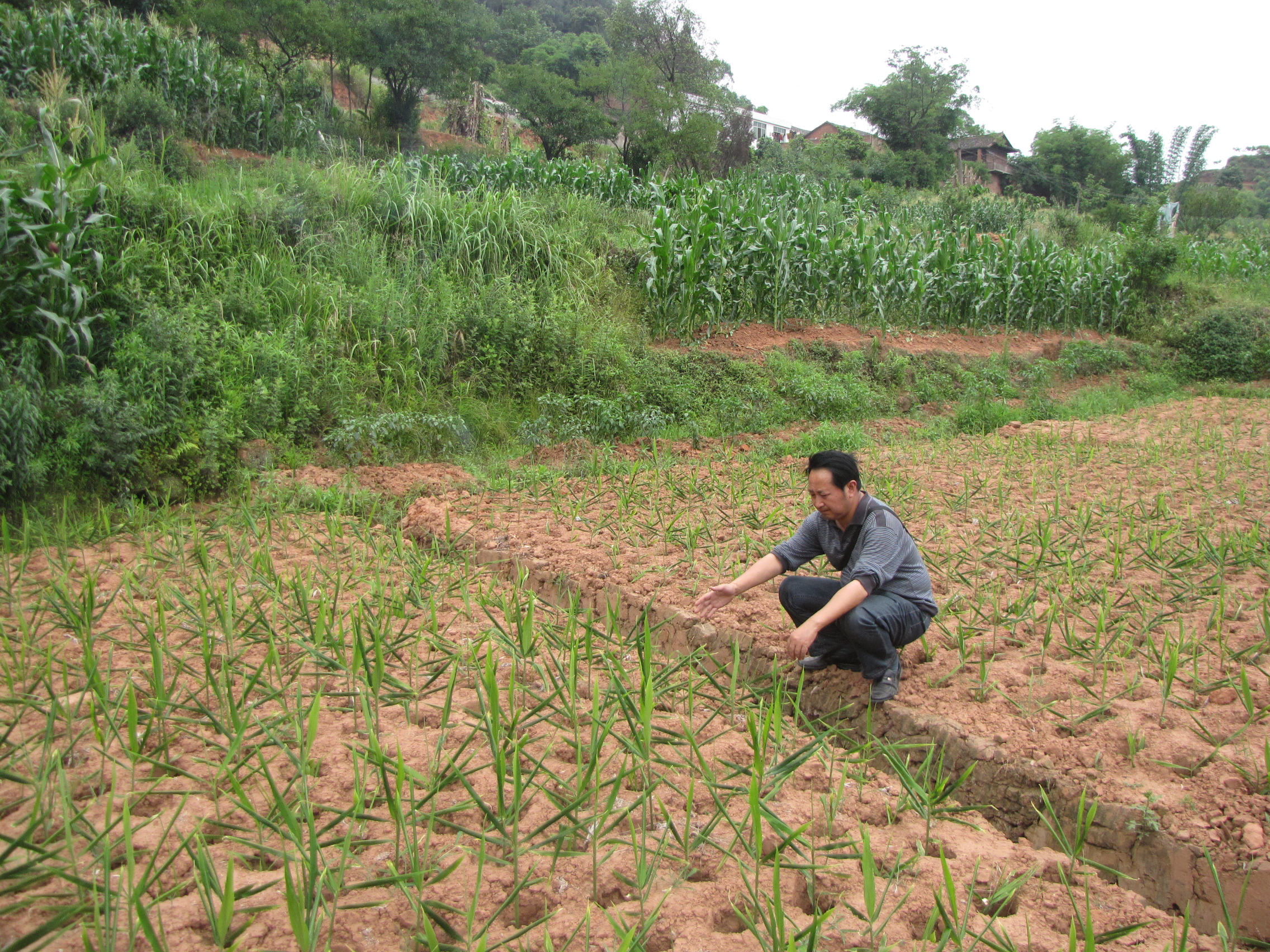 生姜撬窝种植有哪些优势,生姜撬窝种植多大直径