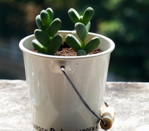 鹿角海棠叶子为何发皱,鹿角海棠干瘪发皱了如何救活