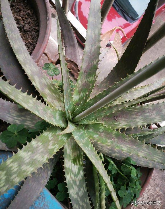 不起眼的芦荟，价值非常高，夏天止痒必备，有“它”不用怕蚊子
