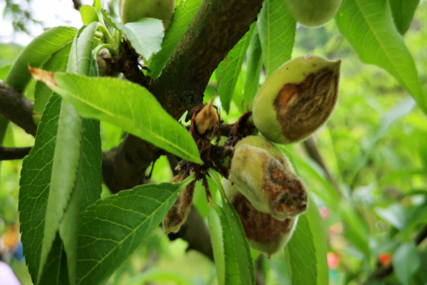 桃树成僵尸果怎么处理,桃树怎么管理才没有僵果