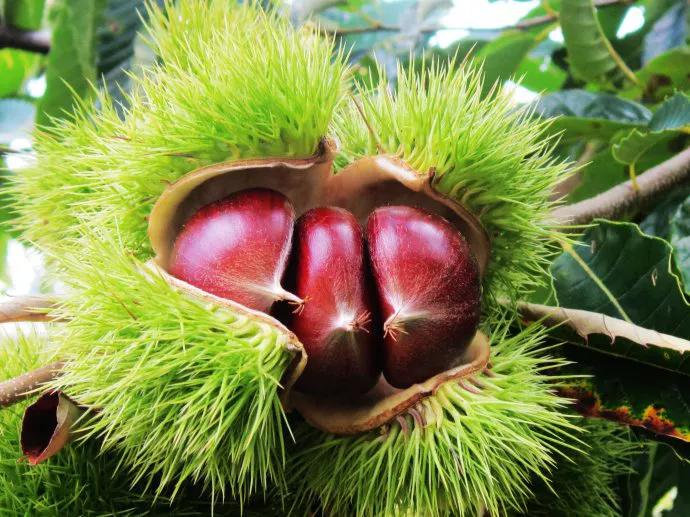 魂牵梦绕的地方是家乡完整版,魂牵梦绕的地方