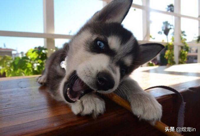 哈士奇突然前腿肿了,哈士奇幼犬腮帮子肿是怎么回事