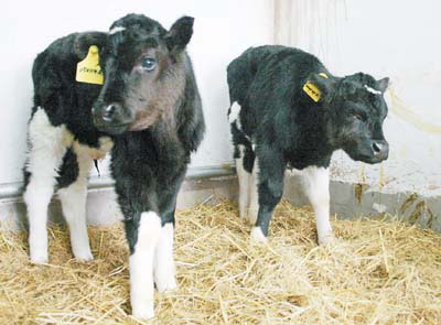 当年的克隆羊多莉怎么样了,为何无人再提克隆技术