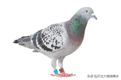 经验34年老鸽友的鸽病防治经验,赛鸽资讯最新消息