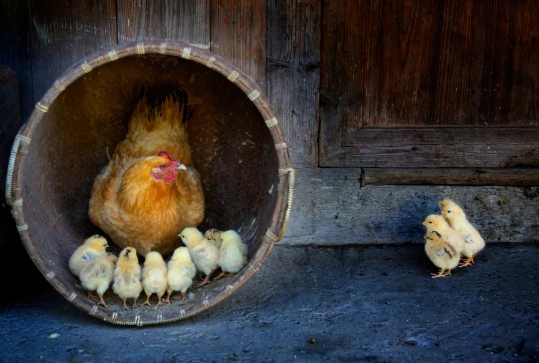 香港第14届全国摄影艺术展,第29届全国摄影艺术展览获奖名单