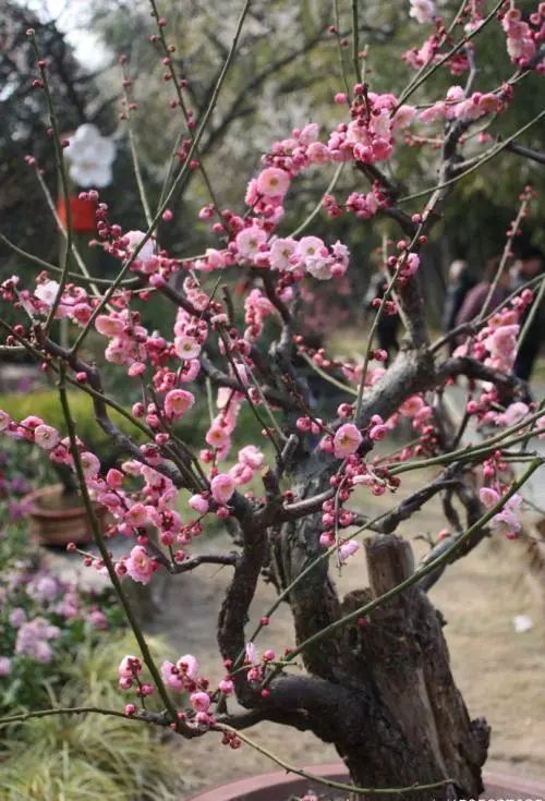 养梅花的技巧,寒梅的养殖方法