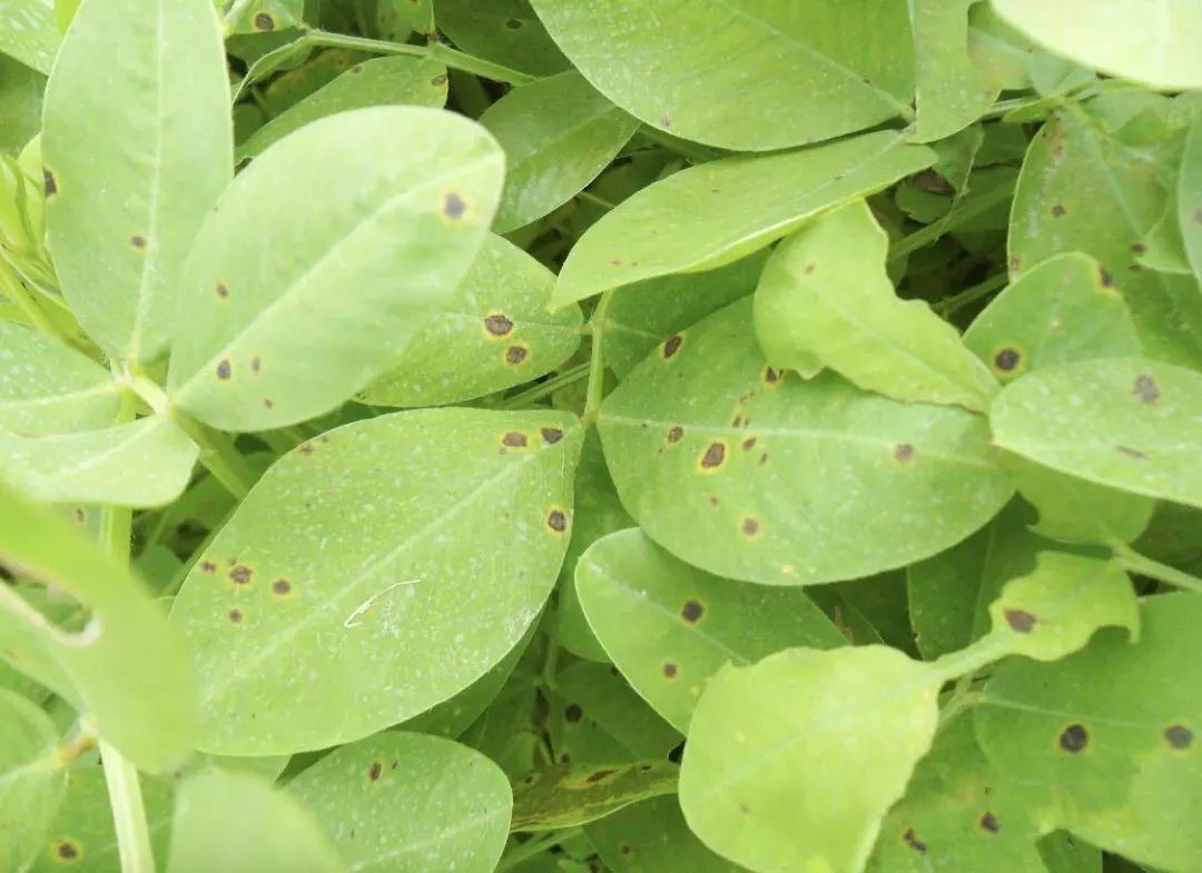 花生病害图谱及防治方法,花生幼苗期各种病害大全大图