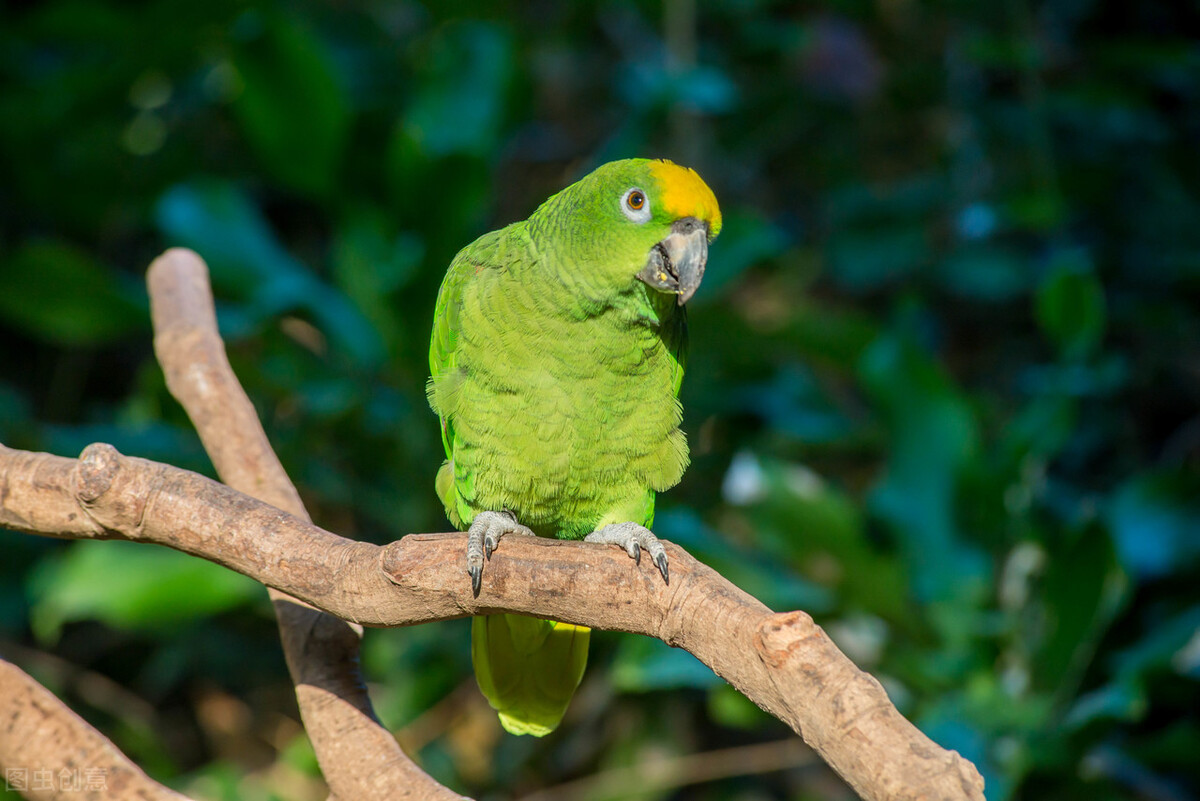 牡丹鹦鹉感冒治疗,鹦鹉感冒吃什么药最佳