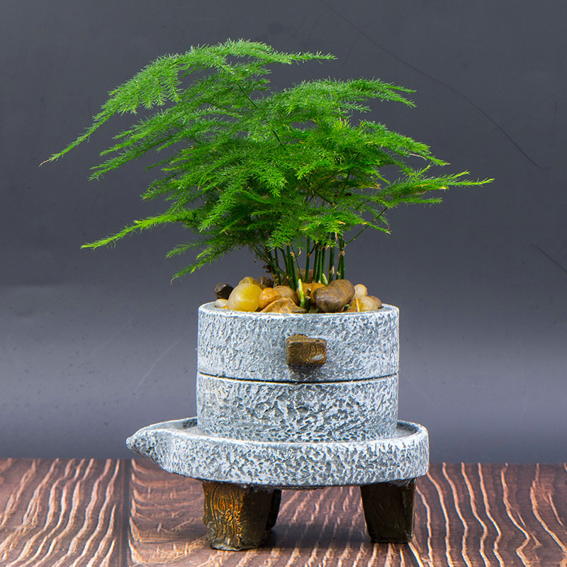 22种花耐旱耐热,天冷种花要注意什么