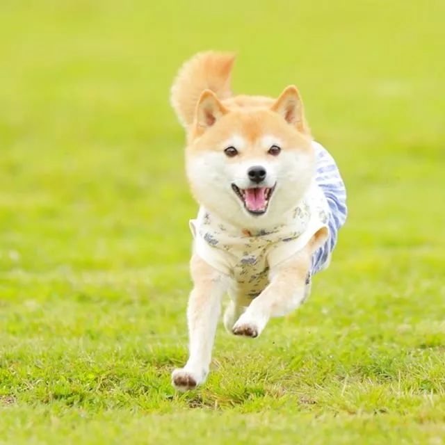 比人还会拍照的狗，简直萌炸朋友圈了