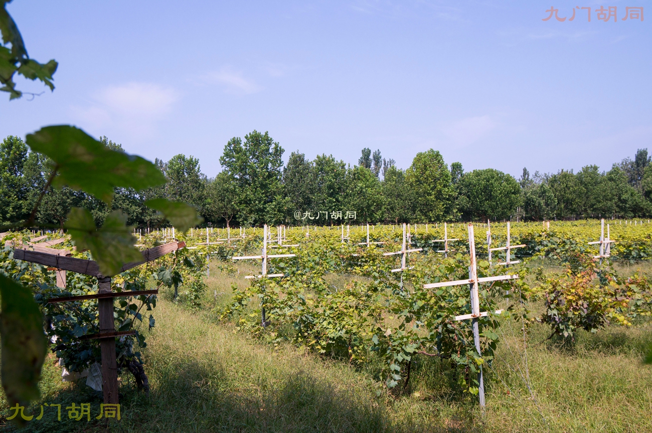 北京密云张裕爱斐堡酒庄一日游,密云张裕爱斐堡酒庄好玩吗