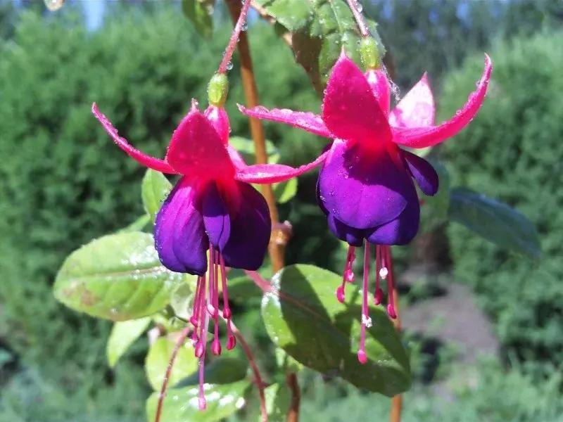 惊艳倒挂金钟,惊艳倒挂金钟图片