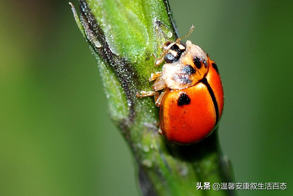 了解昆虫的基本知识,昆虫里面到底有哪些你不认识的