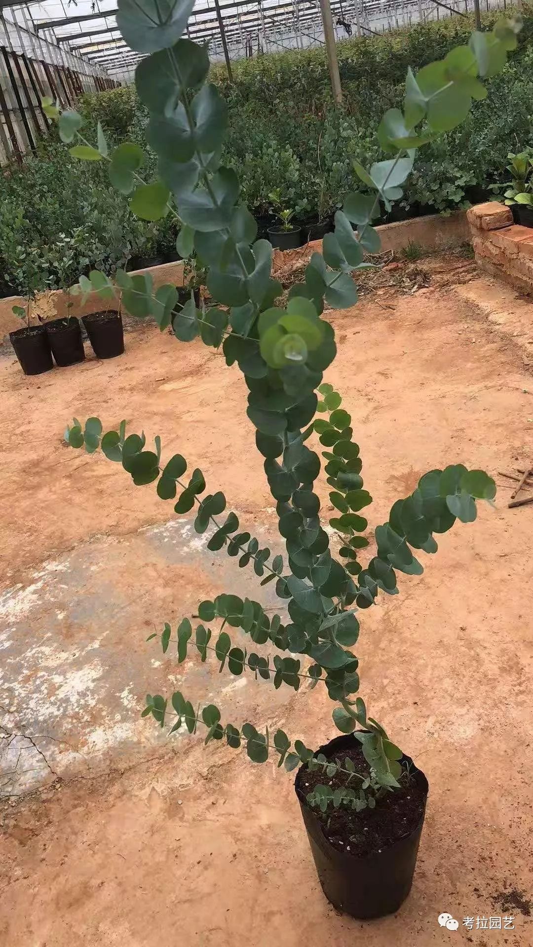 大地的恩赐图片,大地的馈赠是大天域吗