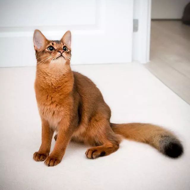 贵族阿比西尼亚猫,神秘的波斯猫