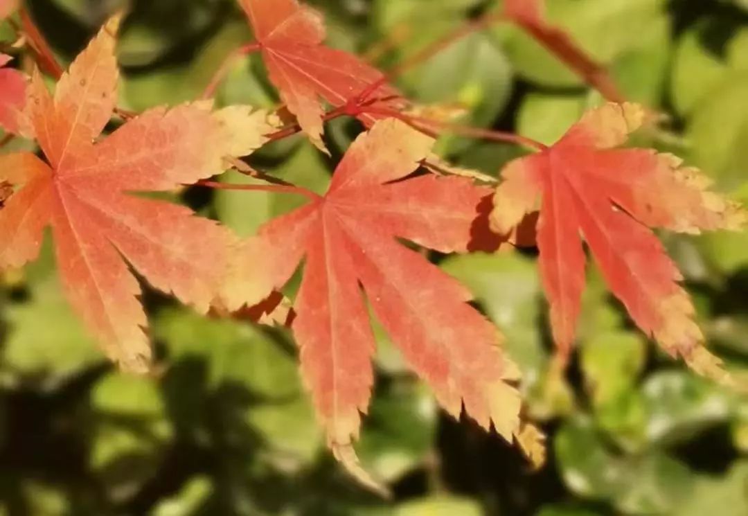 传统文化知识习题,传统文化课讲解