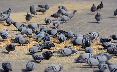 鸽子有了毛滴虫,使用化药易反复有耐药性怎么办?