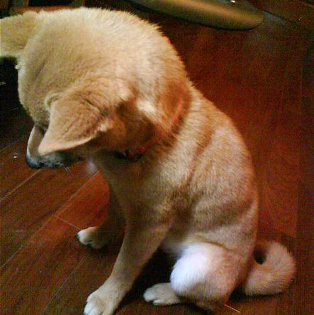 狗狗叛逆期护食,狗狗攻击性最佳矫正方法