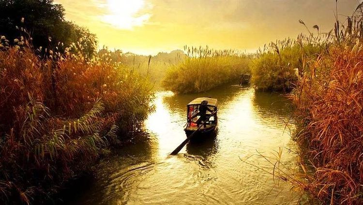 欢聚沙家浜,以情代声沙家浜