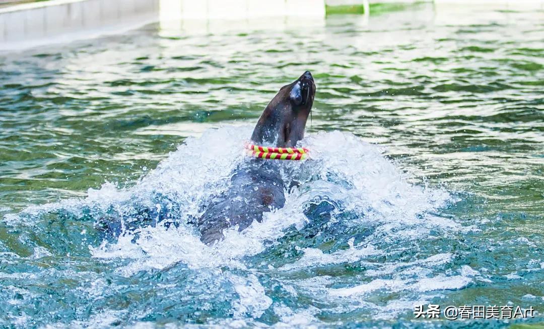幼儿园海狮表演绘画,5-12岁少儿美术课程手工