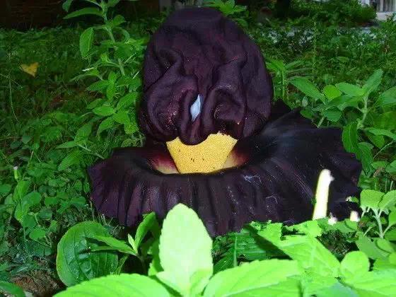 奇花异草图片,奇花异草的赞美句子