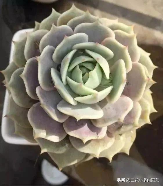 365种·常见花卉图谱，观果和多肉植物收藏篇