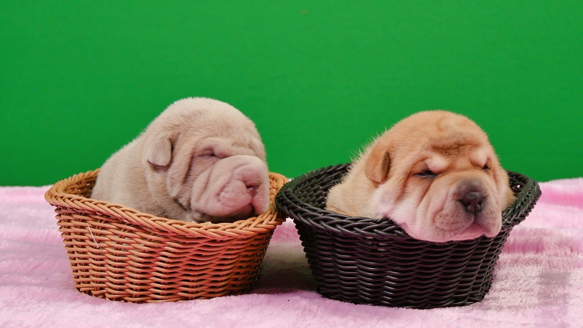 刚出生的狗狗毛色会变吗,狗狗生出来都是黑色的